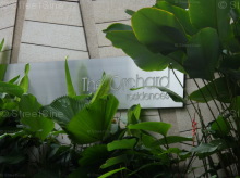 The Orchard Residences #1148722